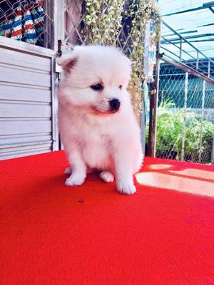 Chó Phốc Sóc trắng đã tiêm ngừa