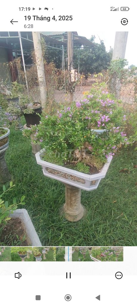 Lô bonsai đủ các loại lớn nhỏ gần 100 gốc