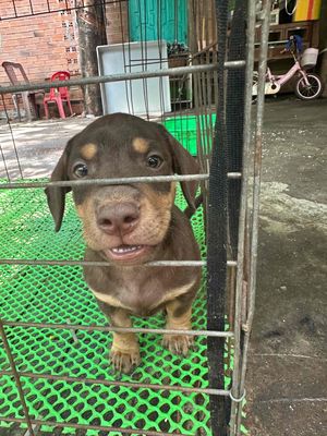Chó Lạp xưởng đực