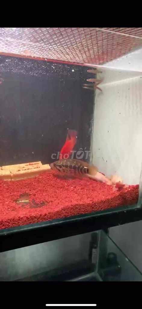 gô báo  và hồng két. Mua bán Thú cưng khác tại Quận Tân Bình Tp Hồ Chí Minh được đăng bởi chuyên thanh lí cá rẻ hình 1