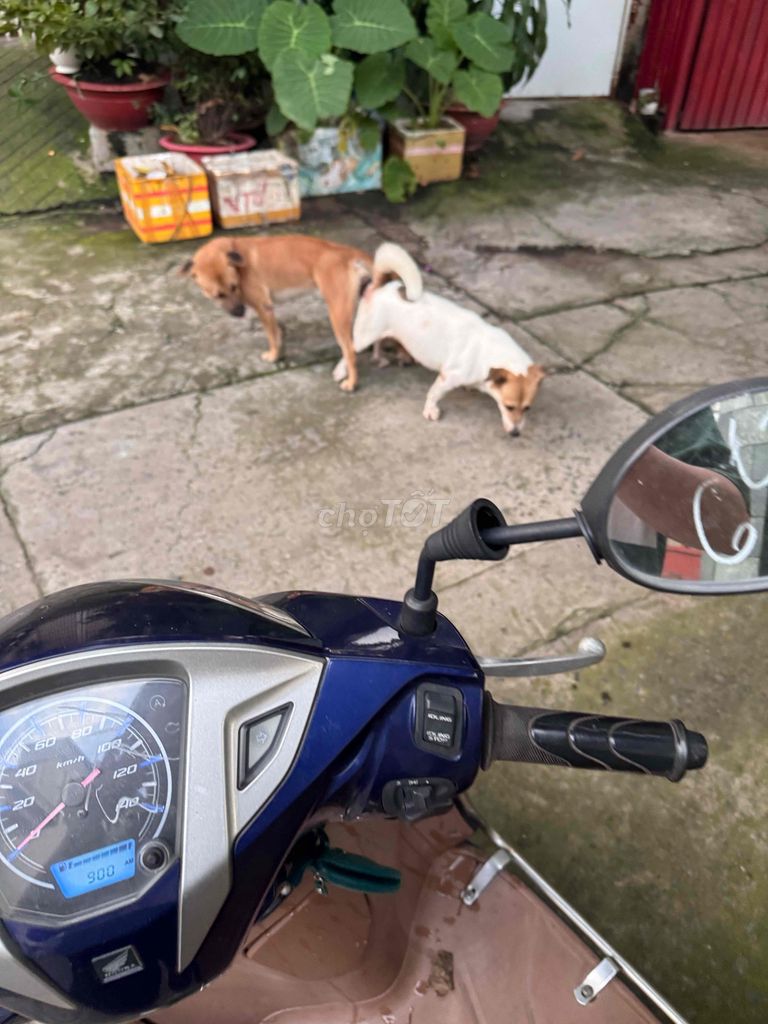 xe Elegant 50cc cho hssv chính chủ giấy tờ đầy đủ. Mua bán Xe máy tại Quận 7 Tp Hồ Chí Minh được đăng bởi Nguyễn thanh thuận an hình 5