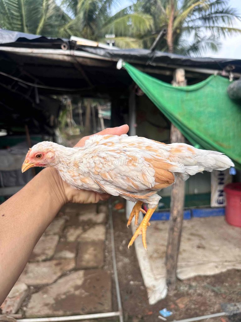 Gà tre mái khét bông. Mua bán Gà tại Huyện Cần Giuộc Long An được đăng bởi Gà tre bắc long an hình 1