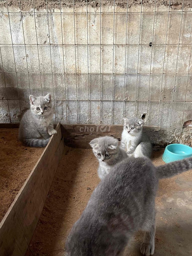 cần bán 1 mèo mẹ và 3 mèo con .mèo anh lông ngắn