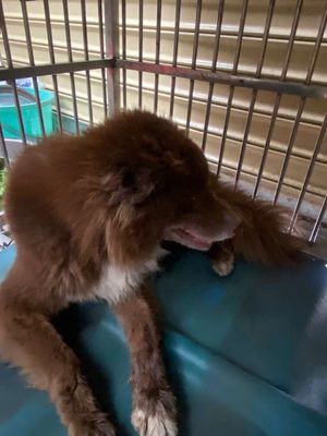 Chó Gấu Bắc Hà Nâu