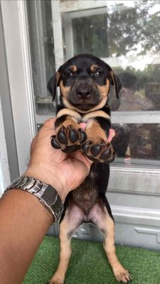 chó rotwler lai becgie bự con. Mua bán Chó tại Huyện Bình Chánh Tp Hồ Chí Minh được đăng bởi trung Dũng