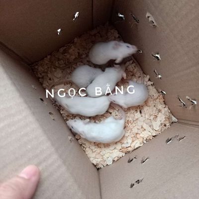 Chuột bạch 25k/be mua 5 tặng 1. Mua bán Thú cưng khác tại Thị xã Tân Uyên Bình Dương được đăng bởi Ngọc Bằng