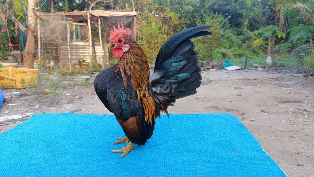 Gà serama. Mua bán Gà tại Thành phố Rạch Giá Kiên Giang được đăng bởi Bush rạch giá hình 1