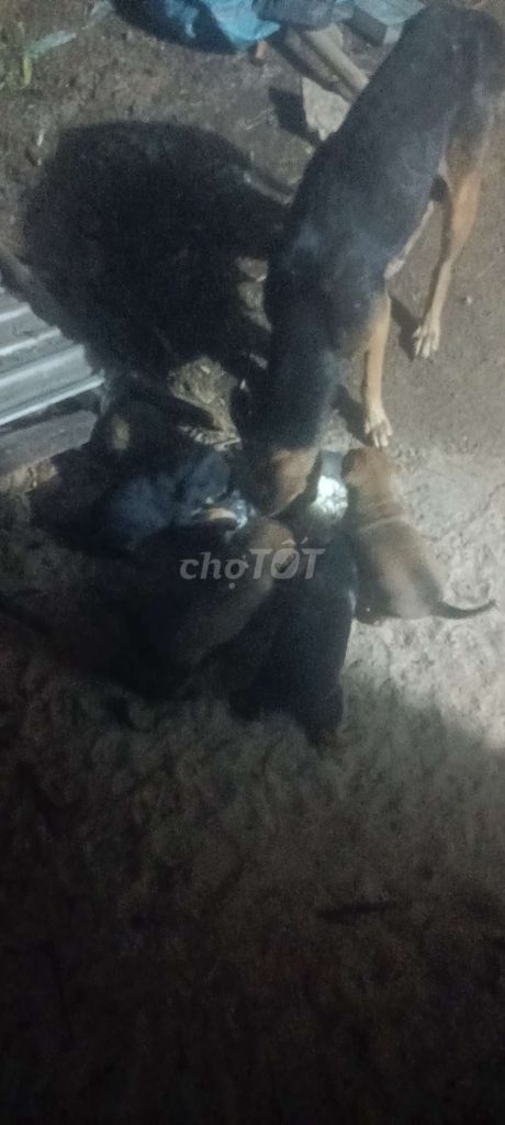 Chó cỏ đủ màu đã biết ăn. Mua bán Chó tại Huyện Tri Tôn An Giang được đăng bởi Tuệ Minh hình 1