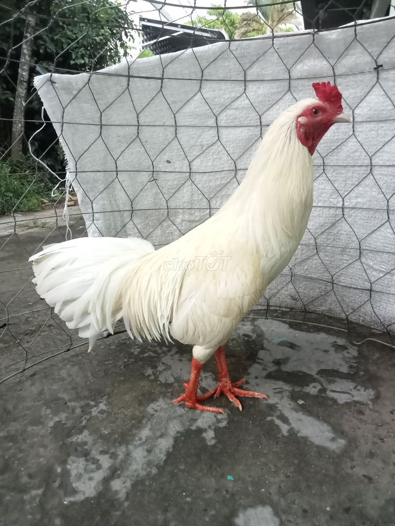 Gà chọi trống trắng 2.6kg. Mua bán Gà tại Thành phố Sóc Trăng Sóc Trăng được đăng bởi Gà cỏ hình 1