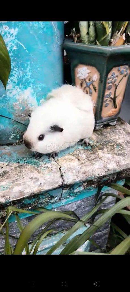 Bọ Cali đực xoáy lưng. Mua bán Thú cưng khác tại Quận 7 Tp Hồ Chí Minh được đăng bởi BỌ Ú SG Q7 hình 2