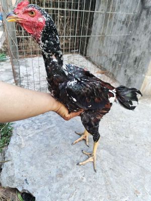 Gà đòn Tía Bông 11. Mua bán Gà tại Quận 1 Tp Hồ Chí Minh được đăng bởi Thạch