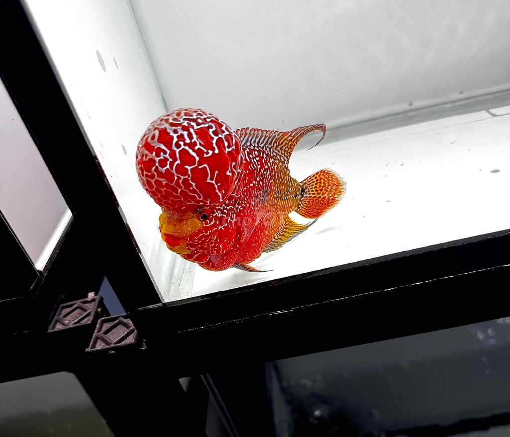 Cá La Hán Kamfa. Mua bán Thú cưng khác tại Quận Tân Phú Tp Hồ Chí Minh được đăng bởi Bi hình 1