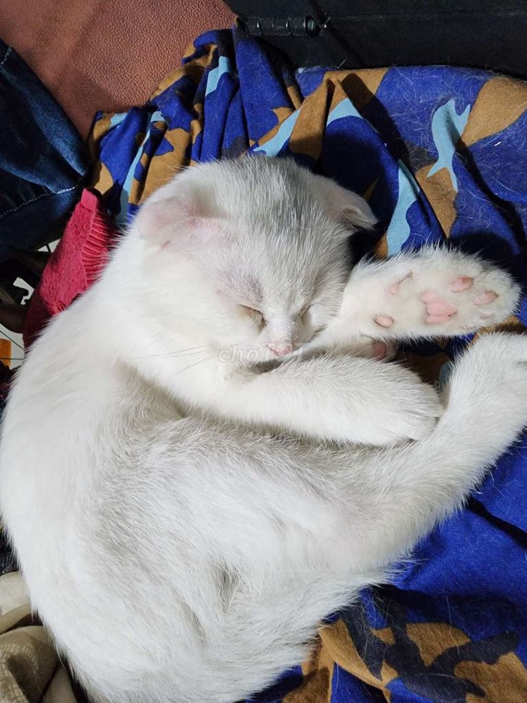 Bạn mèo ALN tai cụp giống đực màu trắng. Mua bán Mèo tại Quận Bắc Từ Liêm Hà Nội được đăng bởi andong138 hình 5