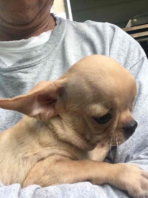 Chó Chihuahua đực 2 tháng rưỡi