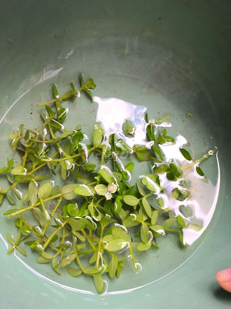 Cây thủy sinh Lệ Nhi Xanh lá. Mua bán Cây cảnh, đồ trang trí tại Huyện Vũ Thư Thái Bình được đăng bởi Nguyễn Khiêm hình 1