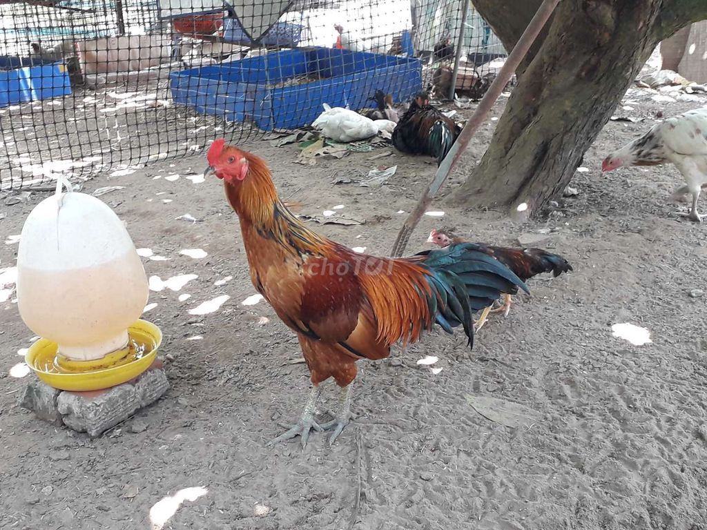 Gà trống Nâu đỏ 6.5 tháng. Mua bán Gà tại Huyện Kế Sách Sóc Trăng được đăng bởi Giang Nguyen hình 1