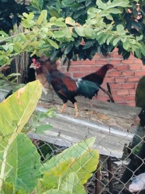 Gà nòi đực gà tơ