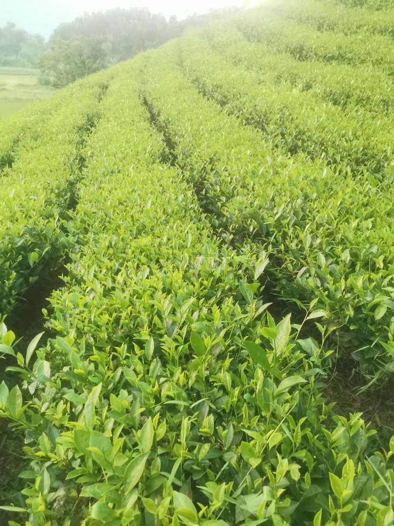 Trà Thái Nguyên. Mua bán Đồ ăn, thực phẩm và các loại khác tại Huyện Định Hóa Thái Nguyên được đăng bởi Hoàng Hữu  hình 4