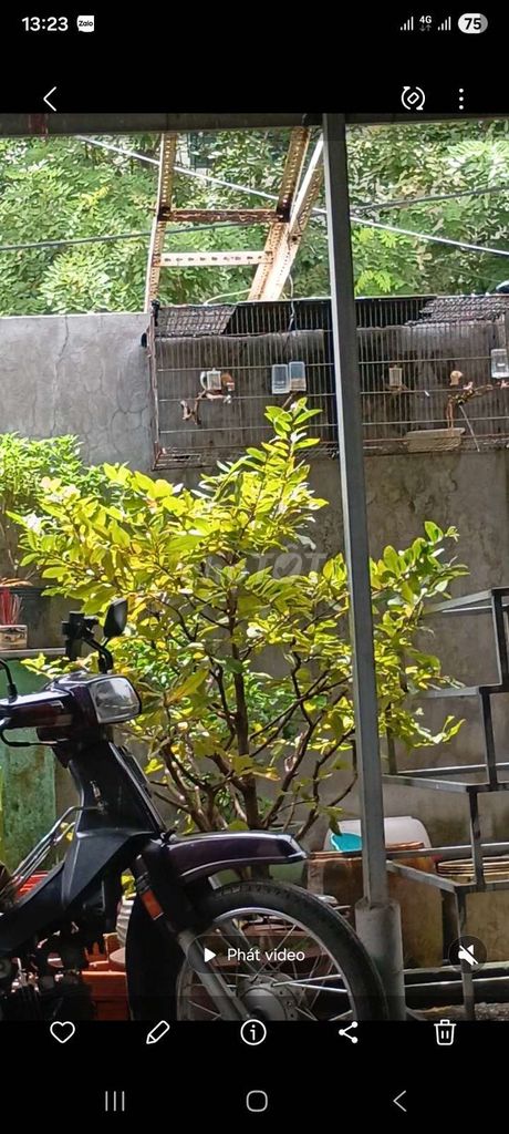 Lồng chim Sắt 1m2. Mua bán Phụ kiện, Thức ăn, Dịch vụ tại Huyện Hóc Môn Tp Hồ Chí Minh được đăng bởi ShunShin hình 1