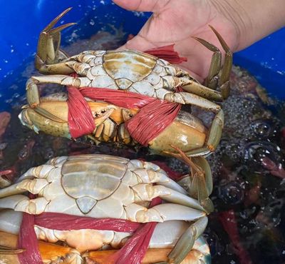 Cua cà mau. Mua bán Đồ ăn, thực phẩm và các loại khác tại Thành phố Thủ Đức Tp Hồ Chí Minh được đăng bởi Minh Đạt