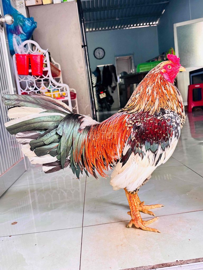 Bông vuông ngũ sắc 2ki950 có thanh tích có ship xa. Mua bán Gà tại Huyện Cai Lậy Tiền Giang được đăng bởi gà đá Tiền Giang hình 1