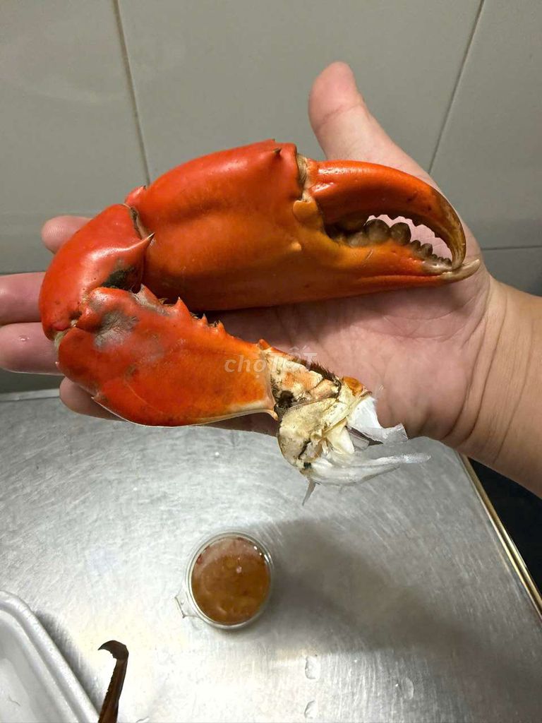Cua Cà Mau 2-3 con/kg. Mua bán Đồ ăn, thực phẩm và các loại khác tại Quận 8 Tp Hồ Chí Minh được đăng bởi Hiếu hình 1