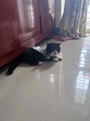 Mèo chân ngắn tuxedo đực 1 tuổi