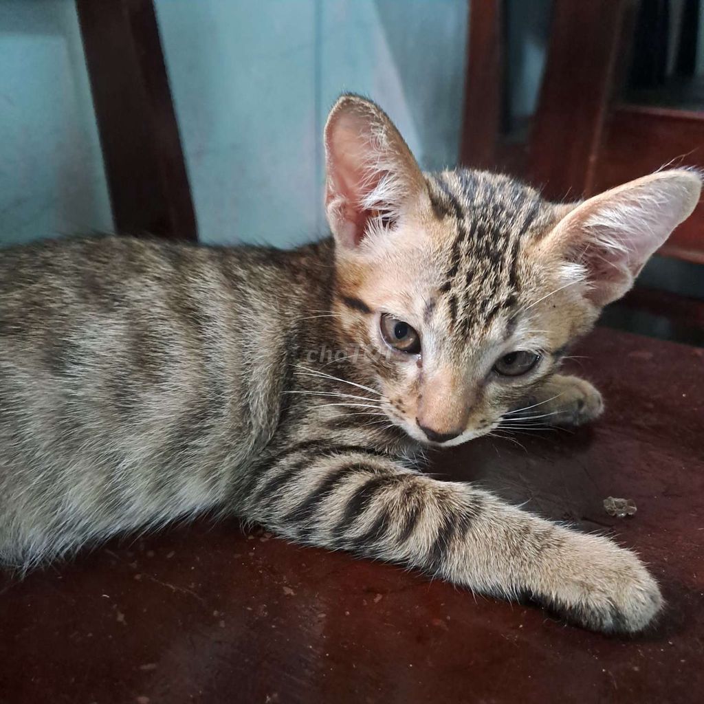 Mèo Vàng Trắng Vằn 3-4 tháng. Mua bán Mèo tại Thành phố Dĩ An Bình Dương được đăng bởi Ng Nhi hình 1