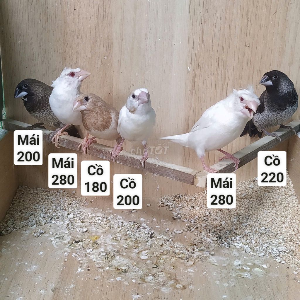Chim sắc nhật sinh sản. Mua bán Chim tại Thành phố Thủ Đức Tp Hồ Chí Minh được đăng bởi Phú mê Sắc hình 1
