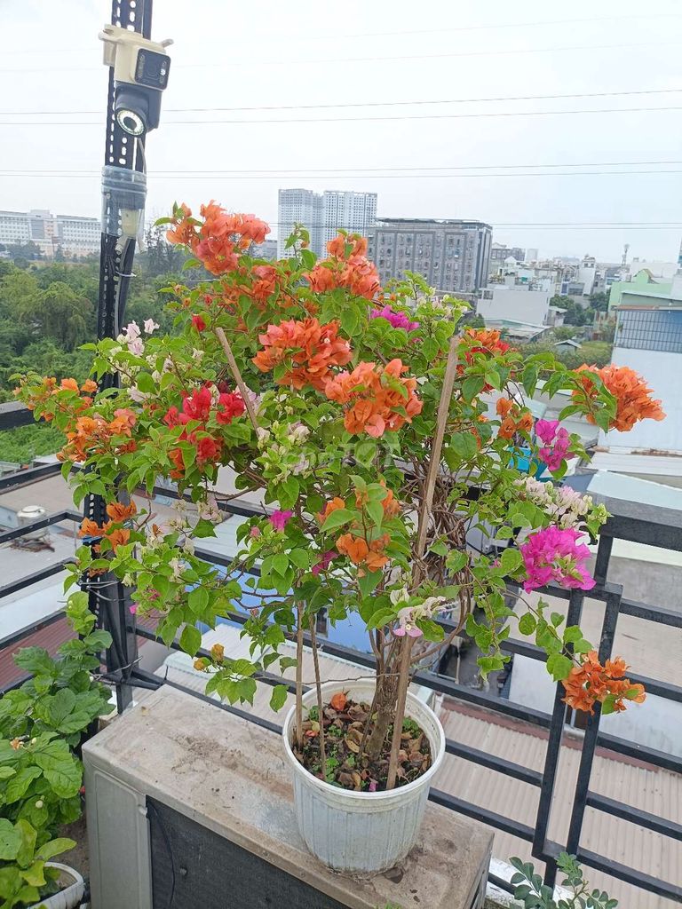 Hoa giấy Ngũ Sắc nhiều màu đang sẵn hoa. Mua bán Cây cảnh, đồ trang trí tại Quận 8 Tp Hồ Chí Minh được đăng bởi sunshine  hình 1