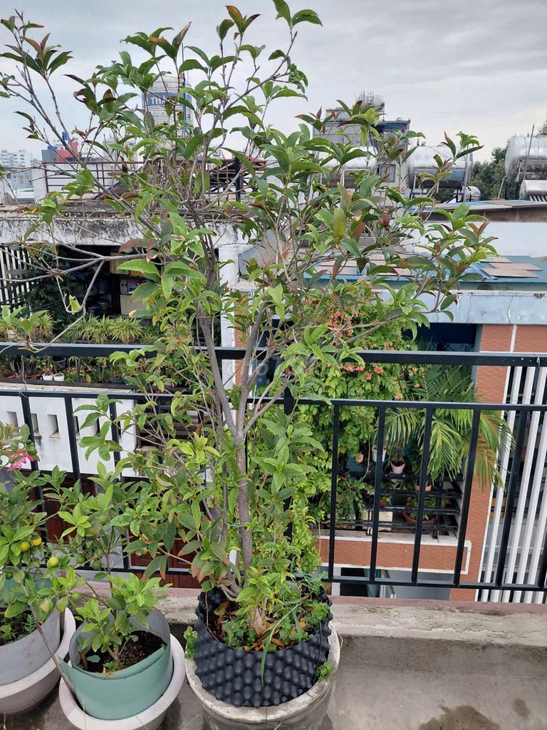 Cây Mộc hương . Mua bán Cây cảnh, đồ trang trí tại Quận 3 Tp Hồ Chí Minh được đăng bởi Hoàng Tiến Cảnh hình 1