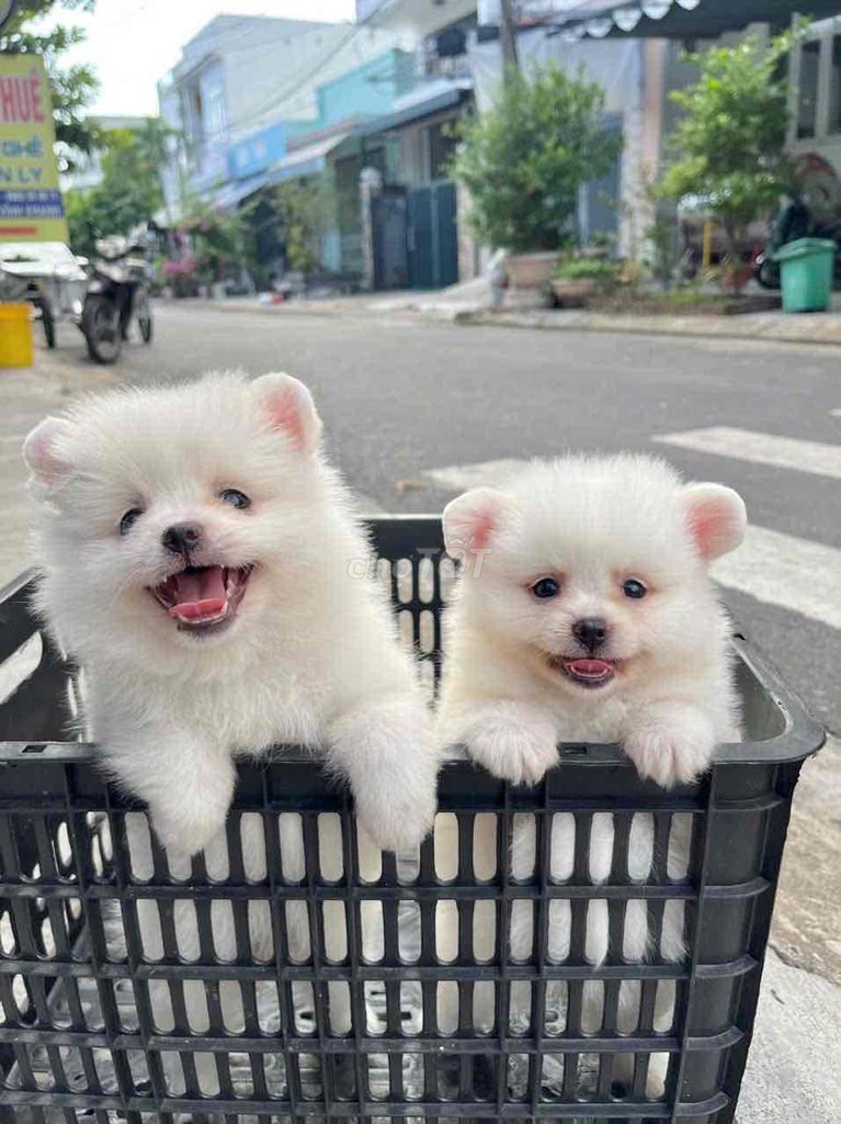 Chó Phốc Sóc Trắng. Mua bán Chó tại Quận Cẩm Lệ Đà Nẵng được đăng bởi Anh Pet Shop hình 3
