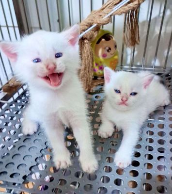 Mèo Golden Point Trắng. Mua bán Mèo tại Quận Bình Tân Tp Hồ Chí Minh được đăng bởi Chan BT