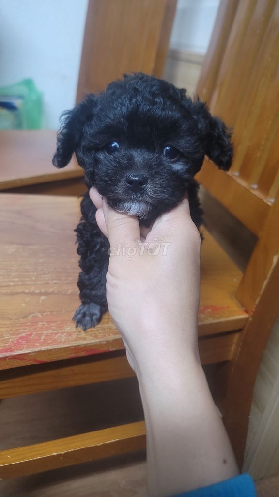 Ai yêu 2 e Poodle cái siêu đáng yêu ạ!