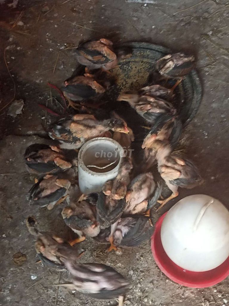 Gà nòi rặc 1 tháng 20 ngày. Mua bán Gà tại Huyện Trảng Bàng Tây Ninh được đăng bởi không ba 8 sau hình 1