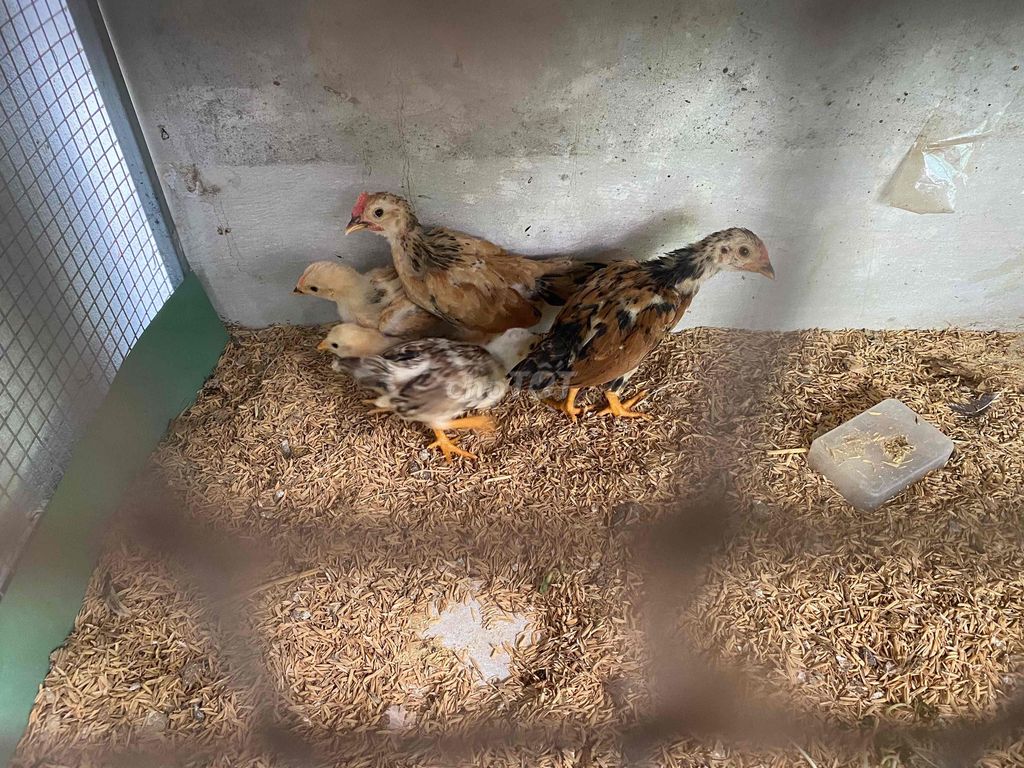 5c tre bắc 2 tháng và hơn 1 tháng cần bay. Mua bán Gà tại Huyện Tam Bình Vĩnh Long được đăng bởi Giau Truong hình 2