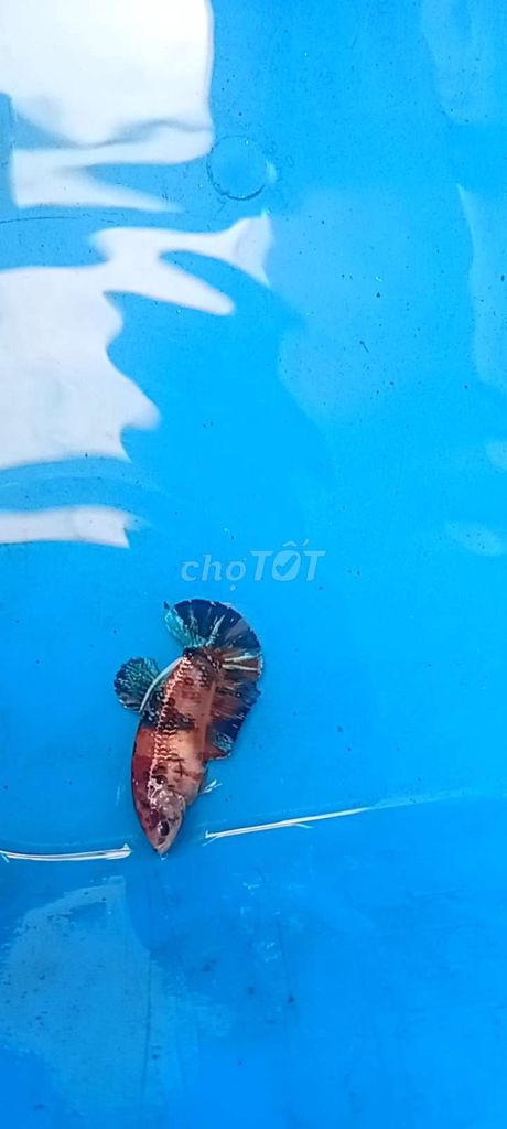 Cá Betta Đa sắc Khỏe mạnh. Mua bán Thú cưng khác tại Huyện Đại Lộc Quảng Nam được đăng bởi Bảo Betta Shop hình 1