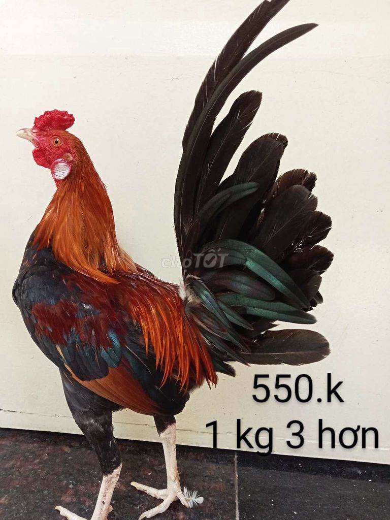 Gà tre tơ ae về dú 1 kg 3 hơn