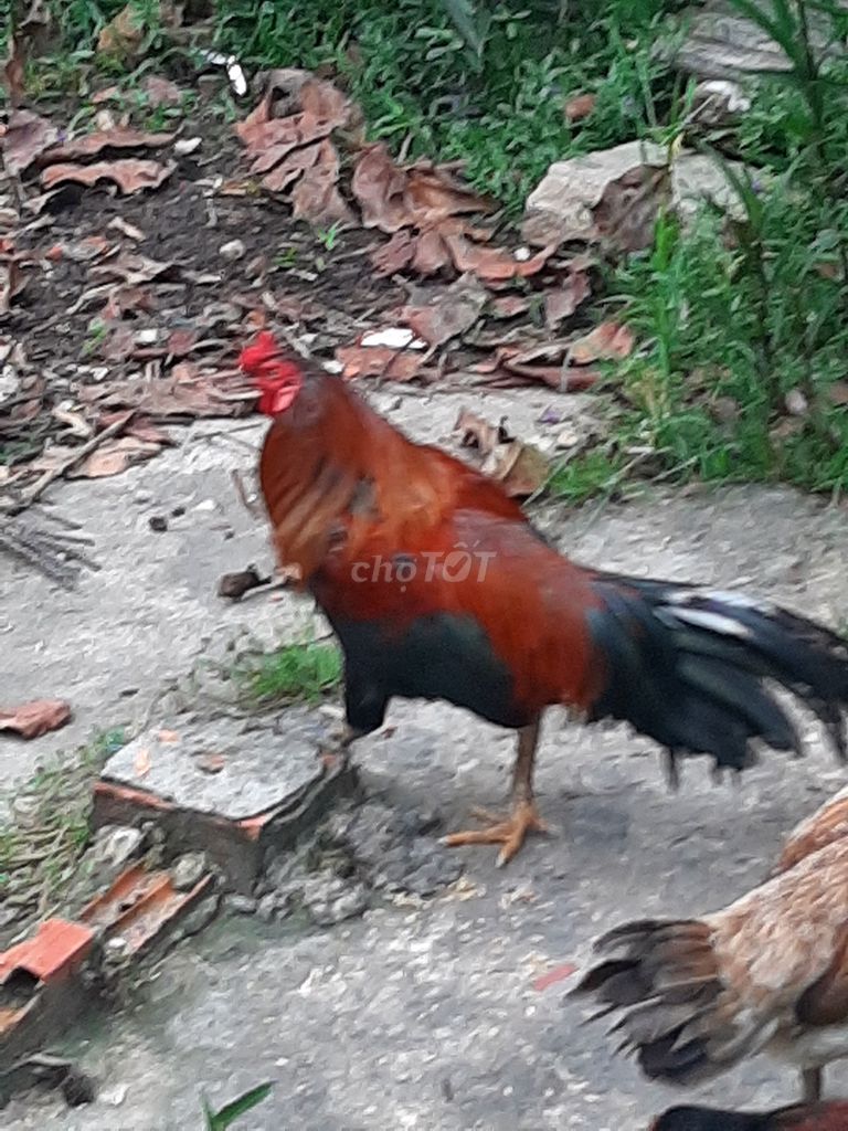 Gà đẹp, gà thả vườn. Giống cực khỏe các chiến hữu. Mua bán Gà tại Huyện Châu Thành Kiên Giang được đăng bởi Cóc Họt hình 1