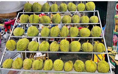 Sầu riêng vườn nhà. RI.THÁI.MUSANGKING. Mua bán Đồ ăn, thực phẩm và các loại khác tại Quận Tân Phú Tp Hồ Chí Minh được đăng bởi Nguyễn Định Thành