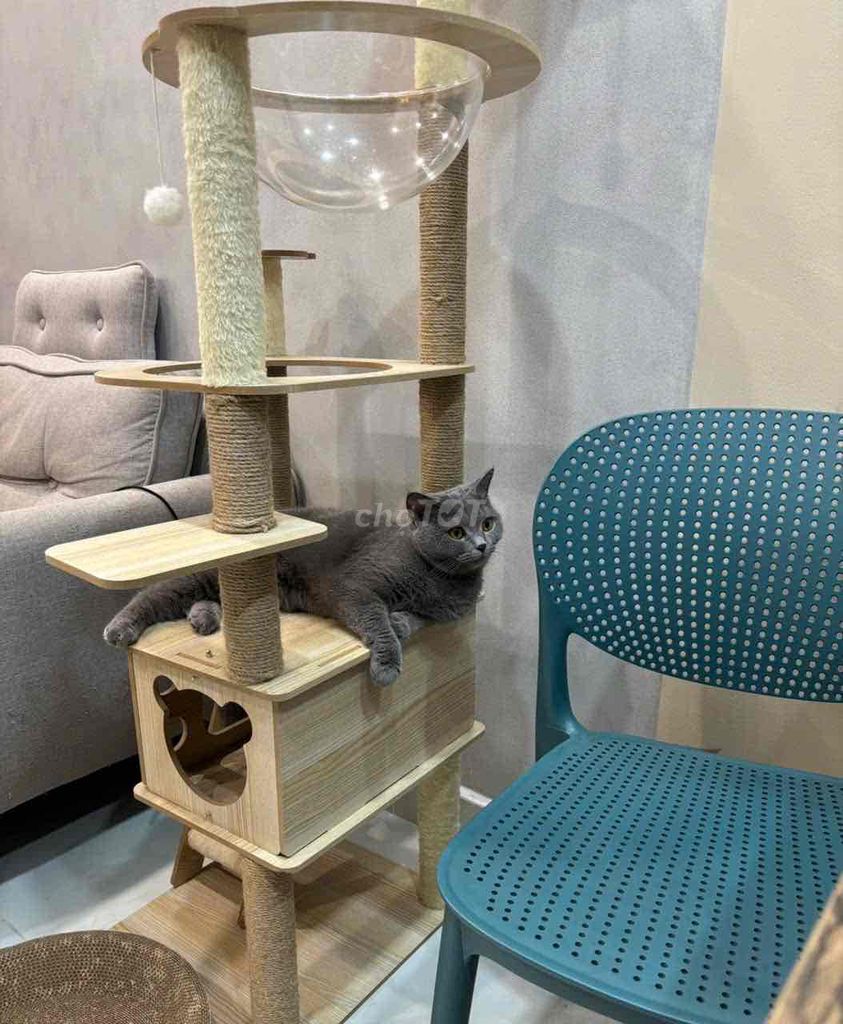 nhà mèo Cat tree mới 99% giảm sâu