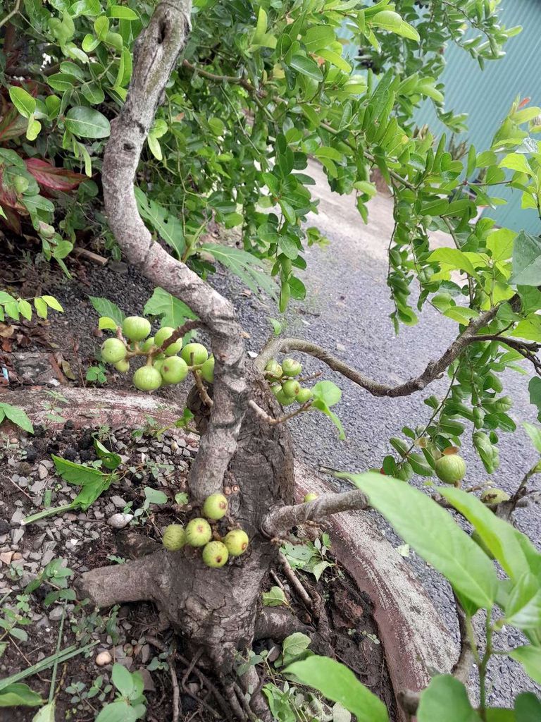 Cây cảnh Cây sung Ra quả quanh năm Thuần chậu. Mua bán Cây cảnh, đồ trang trí tại Thành phố Biên Hòa Đồng Nai được đăng bởi hoài tâm hình 1
