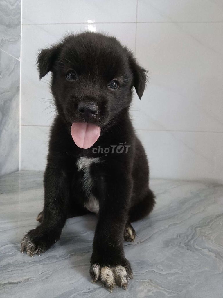 Chó Golden con 1.5 tháng. Mua bán Chó tại Quận 6 Tp Hồ Chí Minh được đăng bởi Tăng Chí Lương  hình 1