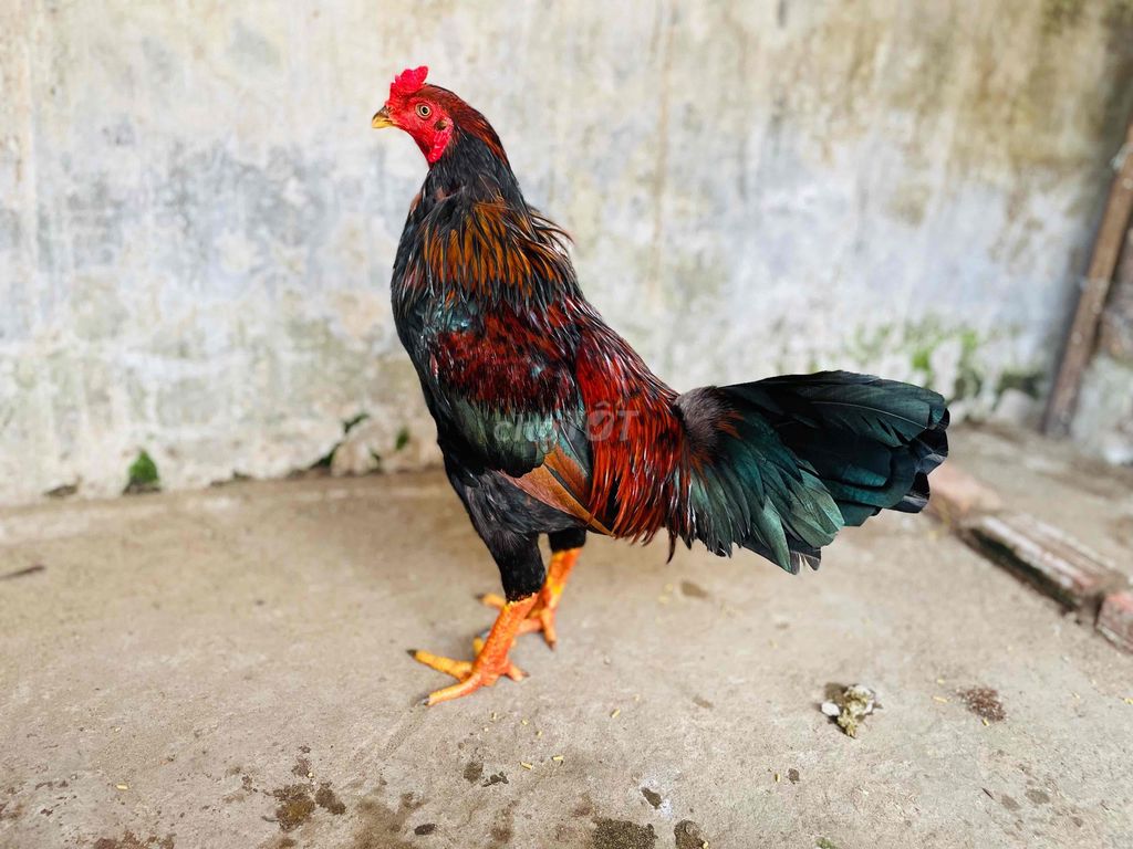 Gà chọi tơ xuân đen đỏ xanh 3.2kg. Mua bán Gà tại Thành phố Sa Đéc Đồng Tháp được đăng bởi Ht Gà  hình 1