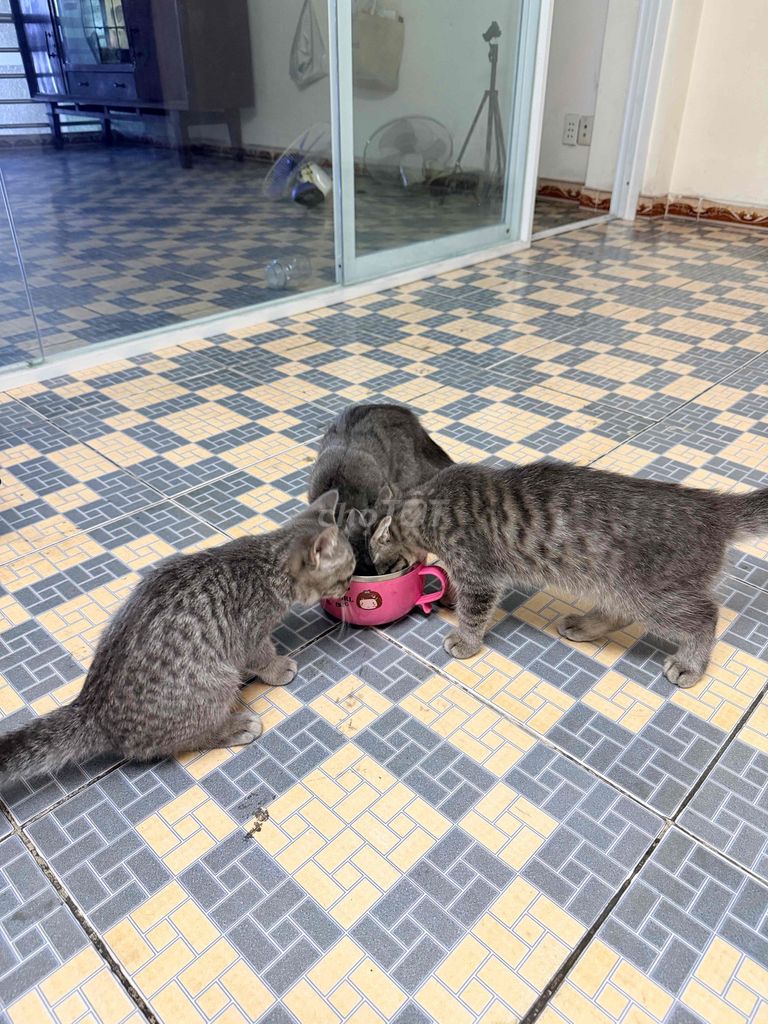 Mèo cái màu Xám. Mua bán Mèo tại Quận Tân Bình Tp Hồ Chí Minh được đăng bởi Hoàng thy hình 1