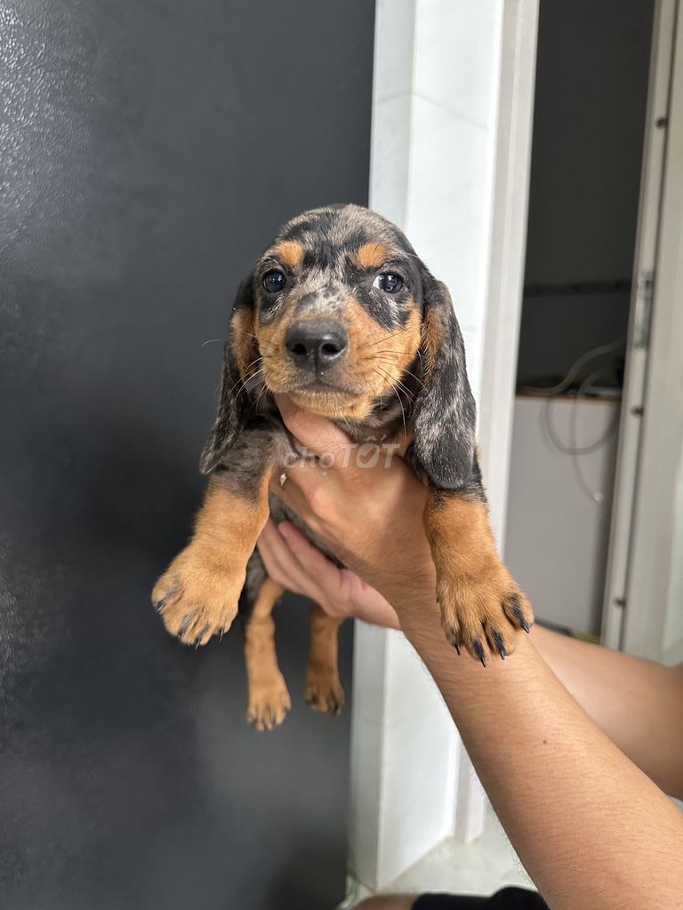 Chó Lạp xưởng 2.5 tháng. Mua bán Chó tại Huyện Long Thành Đồng Nai được đăng bởi Hằng hình 4