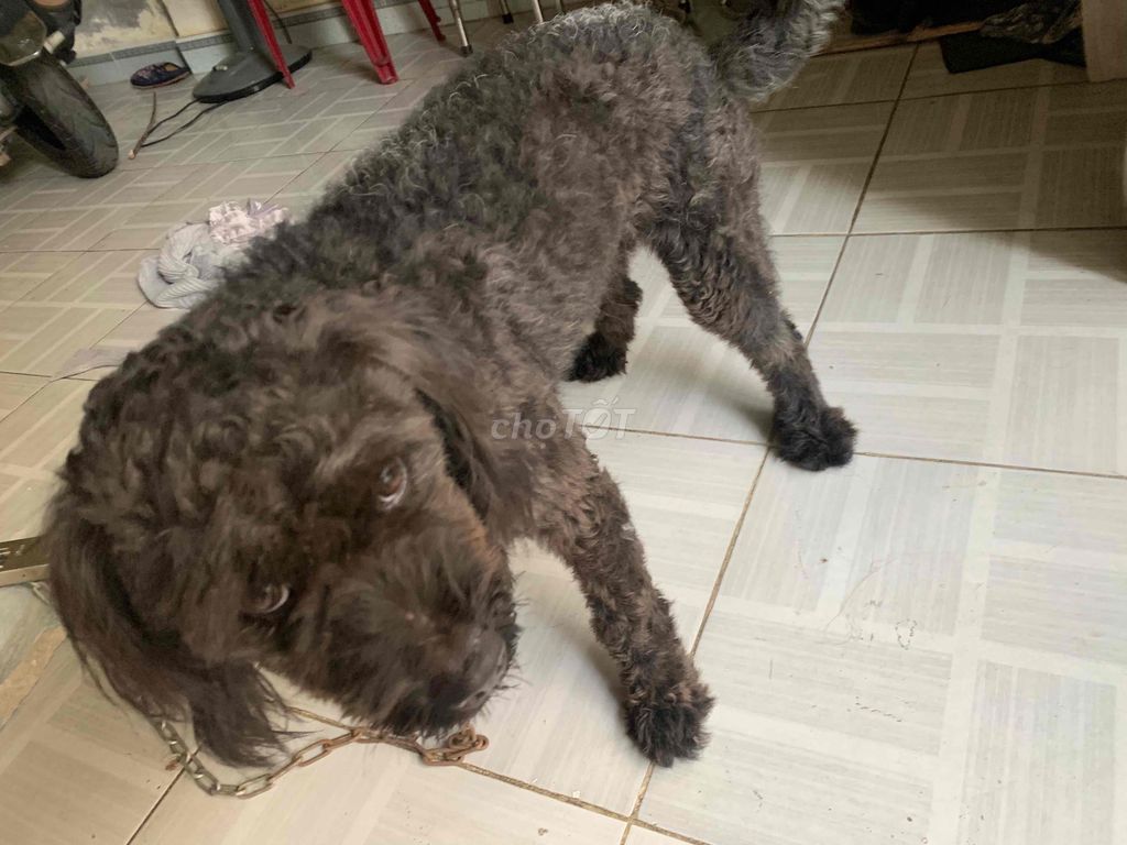 Chó Poodle Lai màu đen lông xù