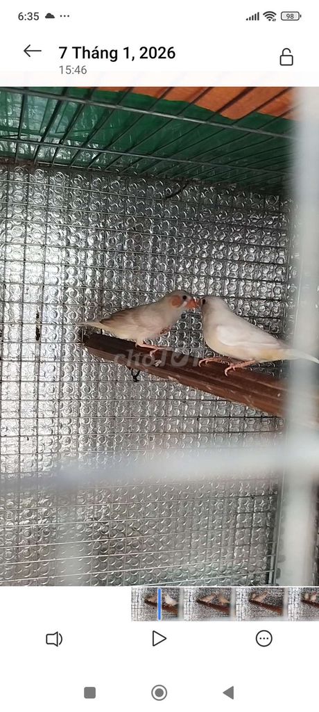 Chim manh manh Nhật Trống mái. Mua bán Chim tại Quận 12 Tp Hồ Chí Minh được đăng bởi trung hình 1