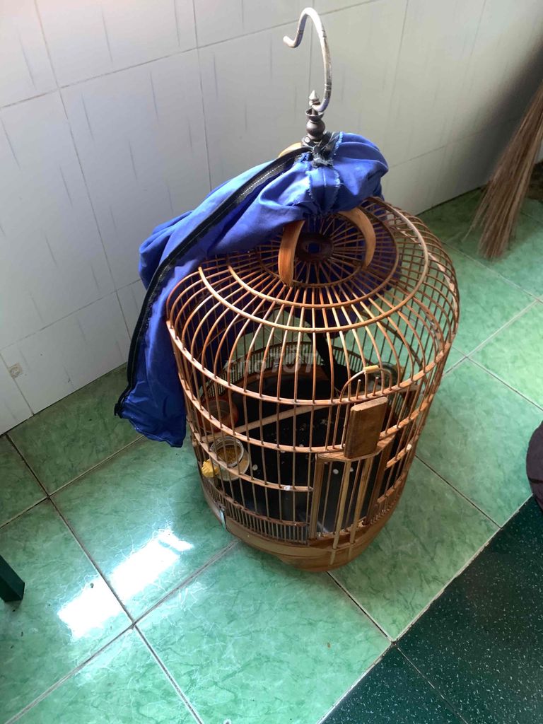 chim mai kich trong. Mua bán Chim tại Quận Bình Thạnh Tp Hồ Chí Minh được đăng bởi Son hình 1