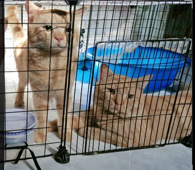 2 bé trai Mèo anh lông ngắn màu cam,hơn 1 tuổi. Mua bán Mèo tại Quận Gò Vấp Tp Hồ Chí Minh được đăng bởi Danho Vien